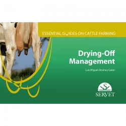 Essential guides on cattle farming Drying-off Management