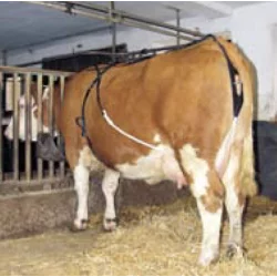 Leather prolapse straps for cows