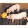 Toy for pigs ball yellow 30 cm
