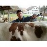 Máquina de tosquiar Heiniger Progress para equinos e bovinos