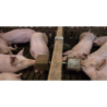 Jouet et bloc minéraux pour les porcs RELAX-PIG