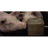 Joguina per a porcs en forma de bloc mineral RELAX-PIG