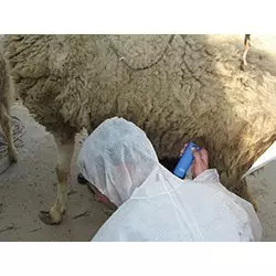 Detector de gestación Kaixin TP01 para cabras y cerdas