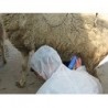 Kaixin TP01 Trächtigkeitsdetektor für Ziegen und Sauen