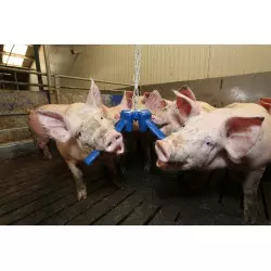 Toy for sows EASYFIX Astro 200
