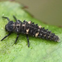 Faunatur Hippodamia larvas para pulgones en adelfas y rosales