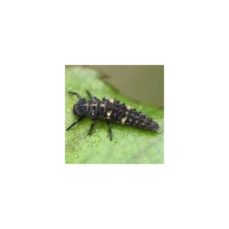 Faunatur Hippodamia larvas para pulgones en adelfas y rosales