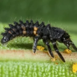 Faunatur Adalia larvas para pulgones para cultivos hortícolas y frutales