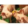 QUIET PIG PIGLETS hanging block enrichment material