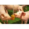 QUIET PIG PIGLETS material enriquecimiento lechones bloque para colgar