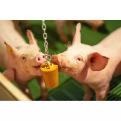 QUIET PIG PIGLETS Ferkel-Anreicherungsmaterial-Hängeblock