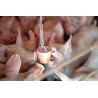 QUIET PIG FATTAN material de enriquecimiento para porcos de engorda - bloco para pendurar