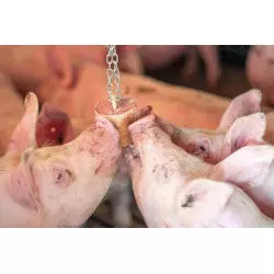 QUIET PIG INGRASSO blocco per ingrasso come arricchimento materiale da appendere