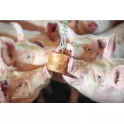 QUIET PIG FATTAN material enriquiment engreix bloc per a penjar