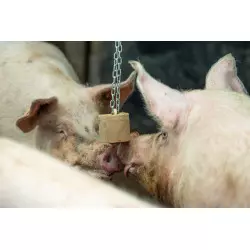 QUIET PIG FATTENING & PREGNANCY material enriquiment engreix i gestació bloc per a penjar