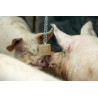 QUIET PIG FATTENING & PREGNANCY Matériau d'enrichissement pour engraissement et gestation en blocs suspendus
