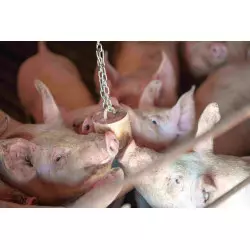 QUIET PIG FATTENING & PREGNANCY Matériau d'enrichissement pour engraissement et gestation en blocs suspendus