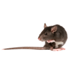 Ratos e ratazanas