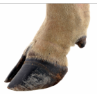 Hoof and leg care for cattle
