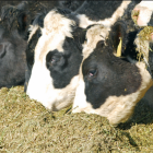 Materiali per alimentazione per bovini