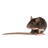 Ratos e ratazanas